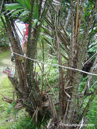bali2004-114