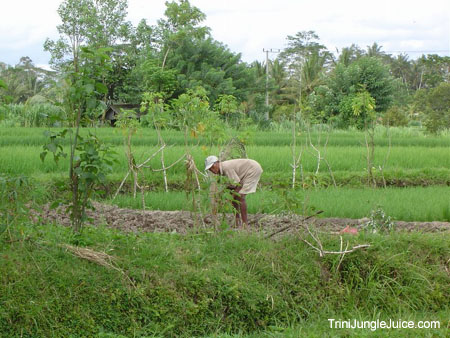 bali2004-116