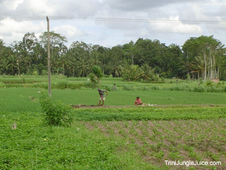 bali2004-117