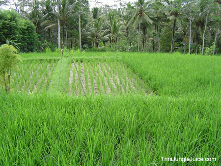 bali2004-120