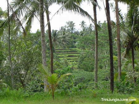 bali2004-124