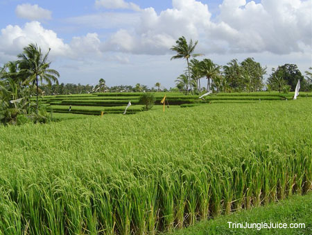 bali2004-128