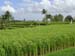 bali2004-128