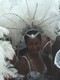 tntc2k5_poison_tue-082