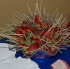 senses_launch-15