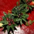 rango_christmas_gala_2007-080