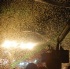 trini_posse_2008_pt2-173