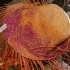 beach_jouvert_apr11-150