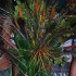 callaloo_band_launch_may9-069