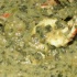 callaloo_in_de_water_june5-033