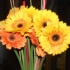 carib_fest_release_party_apr23-012