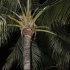 friends_miami_carnival_2009-120