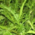 green_lounge_night_club_launch_dec4-059