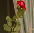 red_appropriated_apr03-059