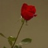 red_appropriated_apr03-072