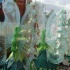 rotterdam_carnival_2009-037