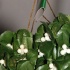 soca_under_de_mistletoe_dec5-018