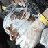 bachanal_jouvert_2010_pt2-013
