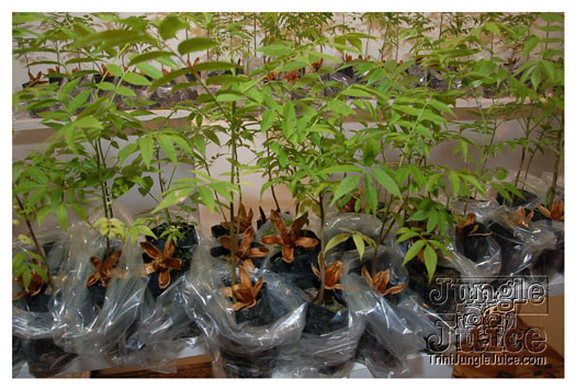 black_gold_oct8-047
