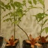 black_gold_oct8-012