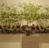 black_gold_oct8-013