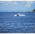 carib_great_race_2010-051