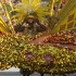 caribana_king_queen_show_2010-008