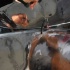 cayman_carnival_batabano_2010_pt2-086