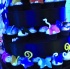 flutter_july25-082