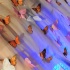 flutter_july25-098
