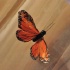 flutter_july25-100