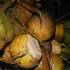 funky_monkey_dec17-084