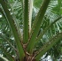 01_cayman_downtown-011