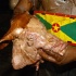 houston_jouvert_jul2-013