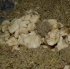 mirage_feb6-070