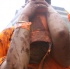 nhc_chocolate_city_2010-052