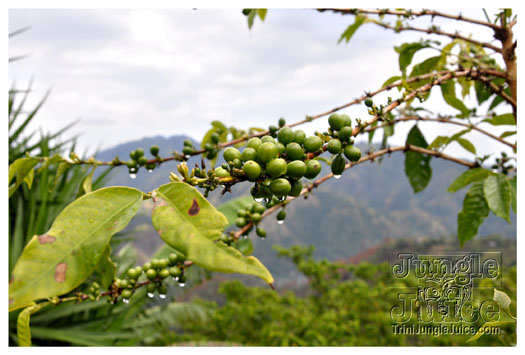 3-blue_mountain-019
