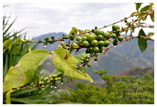 3-blue_mountain-020