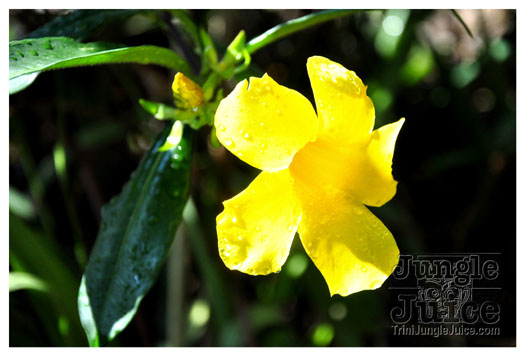 3-blue_mountain-026
