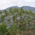 3-blue_mountain-016