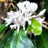 3-blue_mountain-021