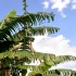 3-blue_mountain-023