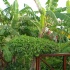 rotary_club_fete_2010-026