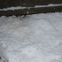snow_flake_dec26-004