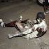 spicemas_jouvert_2011_pt1-027
