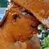 spicemas_jouvert_2011_pt1-166