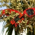 st_lucia_carnival_monday_2011_pt2-191