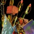 st_lucia_king_queen_show_2011-013