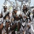 svg_mardi_gras_july5-141