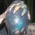 am_bush_mar6-057